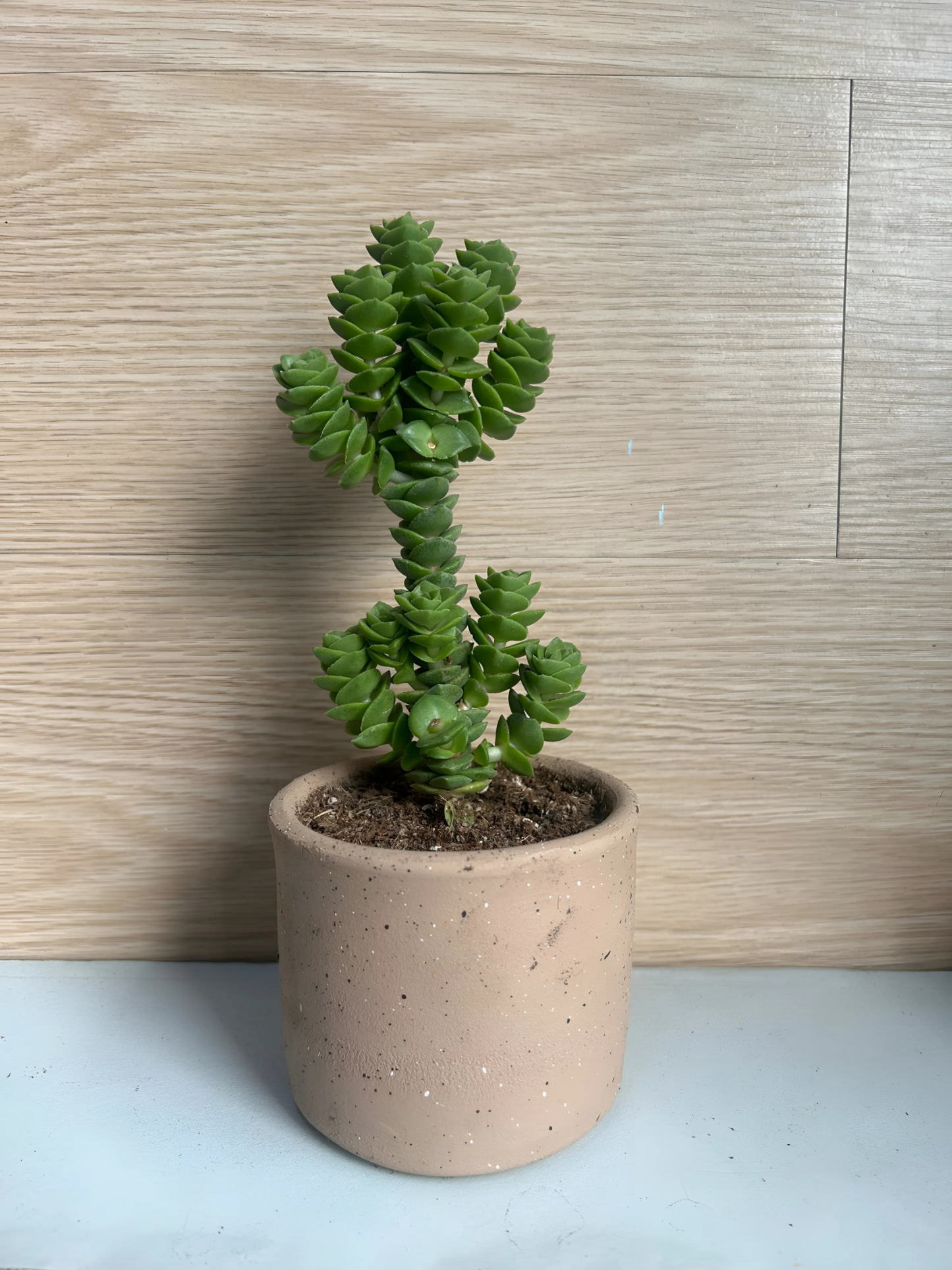Crassula Perforata (Collar de viña)